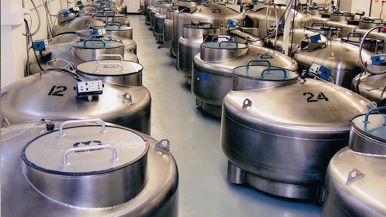 Rows of cryogenic storage tanks filled with liquid nitrogen and vials of frozen cells