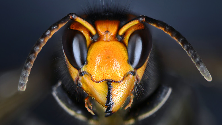 Asian giant hornet