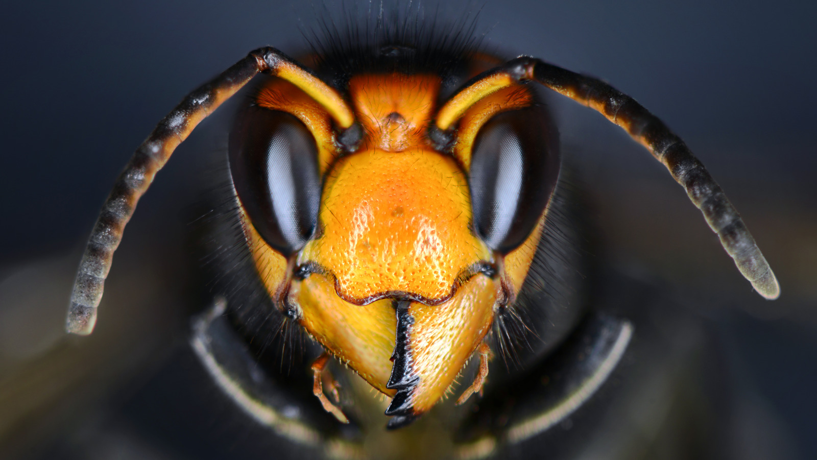 How Drones Could Be The Key To Eradicating Murder Hornets – SlashGear