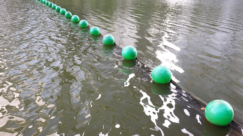 A string of green safety buoys floating on the water