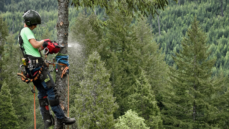 Felling a tree with a Milwaukee M18 Fuel 14 inch top handle chainsaw