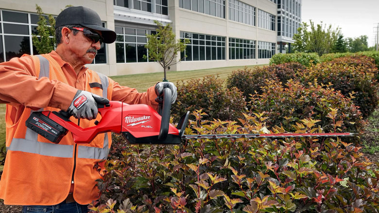 Trimming a hedge with the Milwaukee M18 Fuel 30 inch hedge trimmer