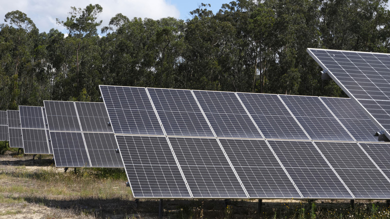 An array of solar panels shown against a forest backdrop