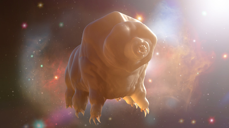 Illustration of tardigrade