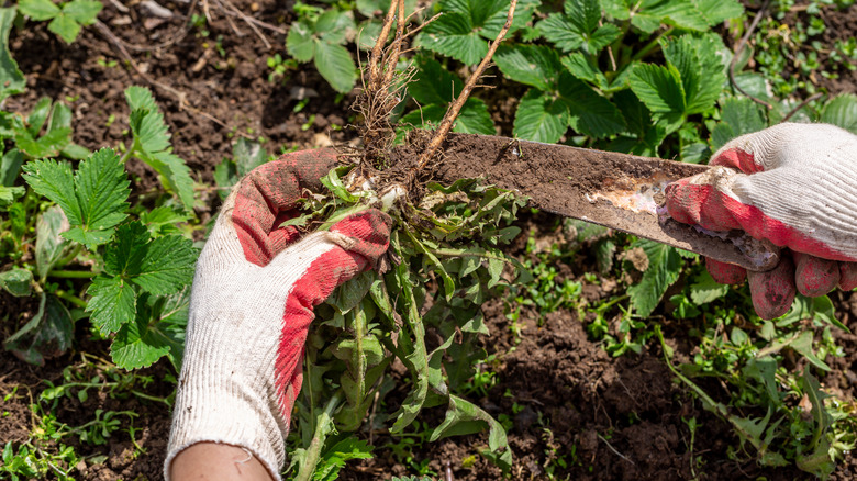 farmer pulling out weeds