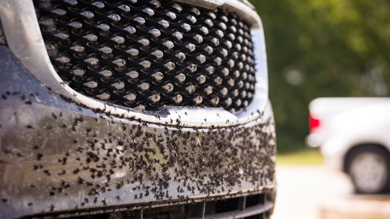 Picture showing the front grille of a car covered in dirt and bugs