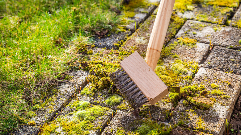 A wooden broom being used to remove moss and weeds from brick pavers