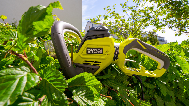 Ryobi cutter on hedges