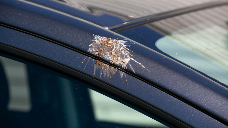 Bird poop on a car