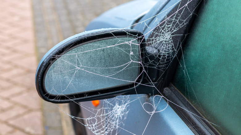 Close up of spider webs around a car mirror.