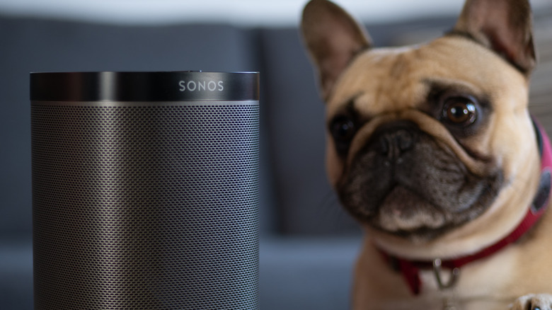 sonos speaker dog