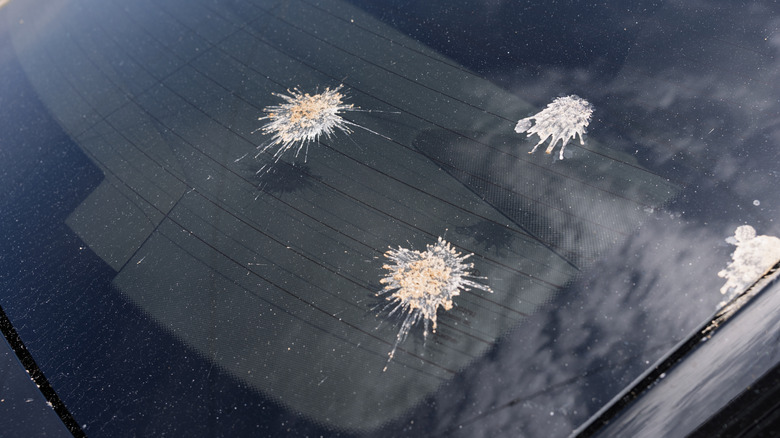 bird poop on windshield