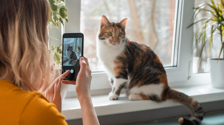 woman taking photo of cat