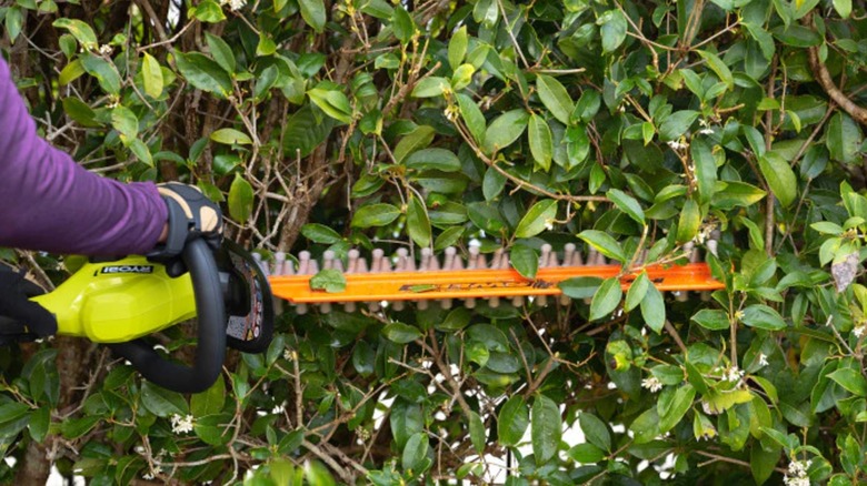 A person using a Ryobi hedge trimmer.