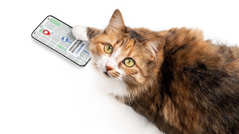 Cat playing with smartphone GPS