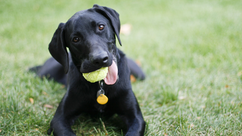Dog in grass with tennis ball