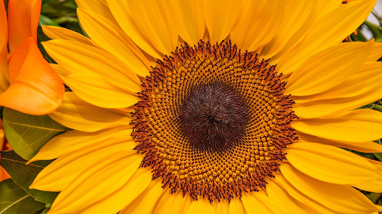 sunflower center