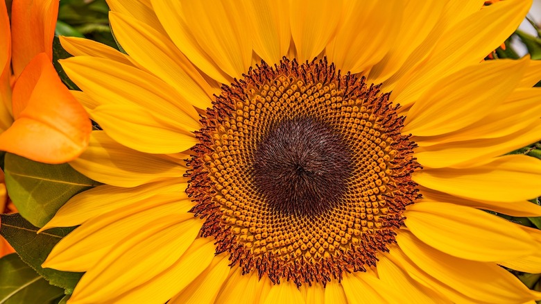 sunflower center