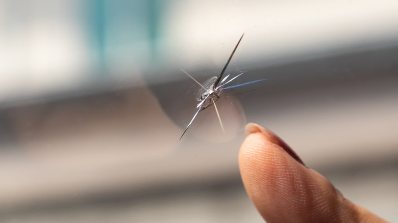 person pointing at cracked windshield