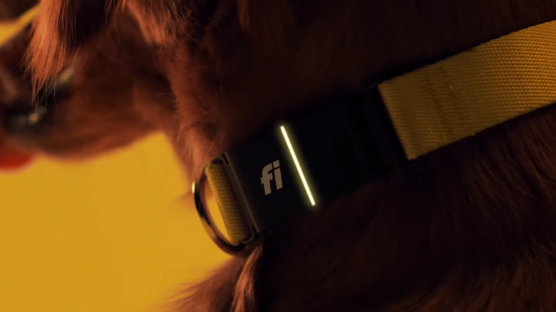 Close up of dog's neck with Fi collar