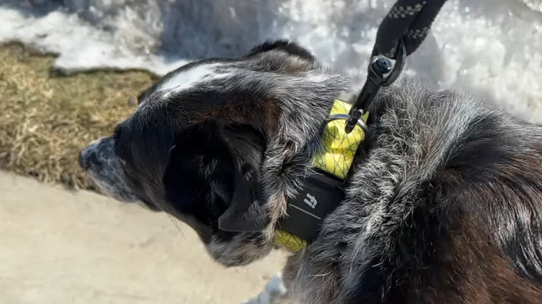 Dog being walked with Fi Dog Collar