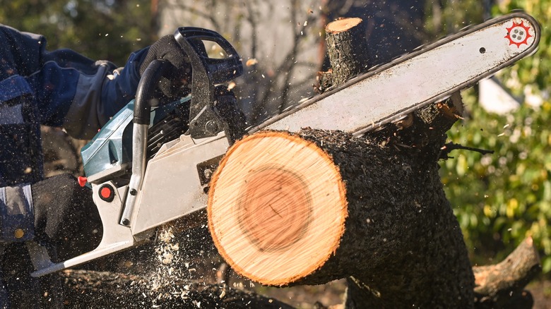 chainsaw cutting tree