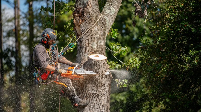 Worker cutting a tree with Husqvarna chainsaw
