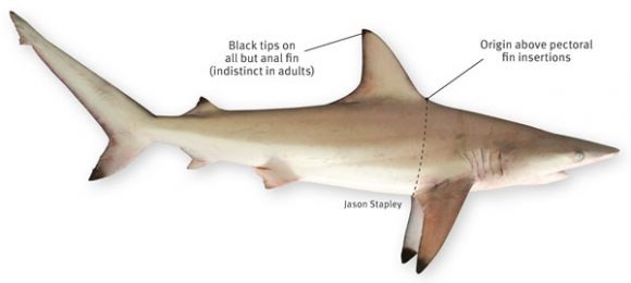 Hybrid Sharks Found In Australia Result From Interbreeding - SlashGear