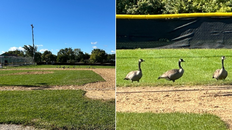 2 photos of geese