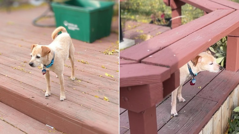 Two dogs on a deck