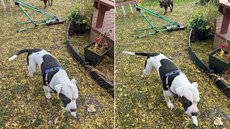 Two dogs