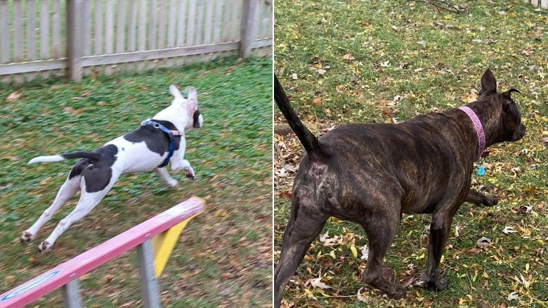 Two dogs running