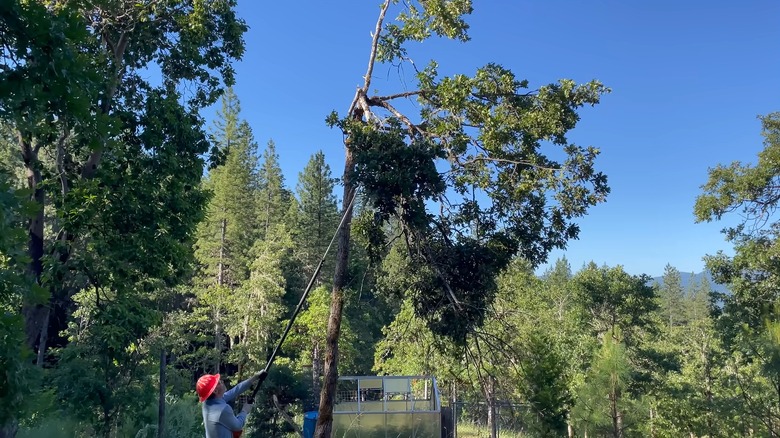 A man using an extended pole saw to cut branches high in the air