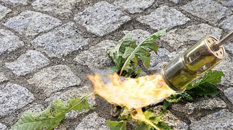 Propane Torch being used to burn a weed
