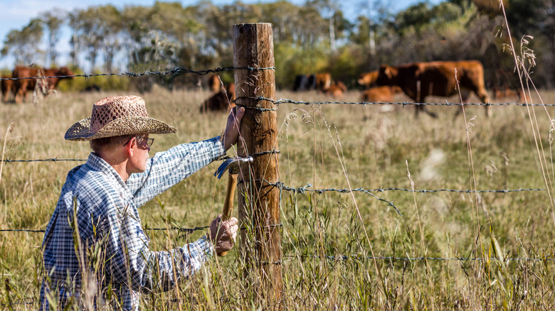 Rancher in straw hat using a hammer to nail barbed wire to fence post, cows in background
