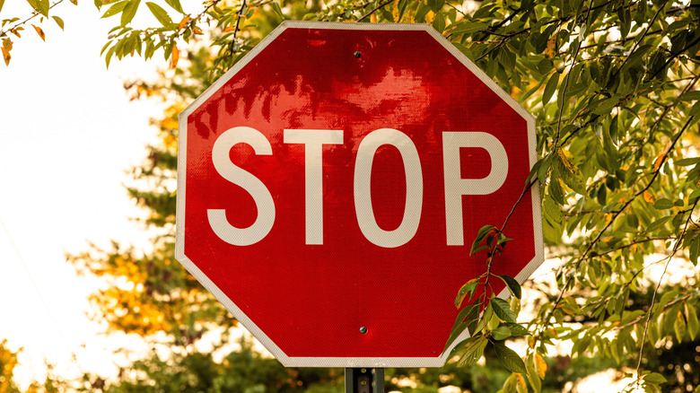 A stop sign surrounded by tree branches