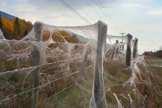 Spiders rain down on Australian town