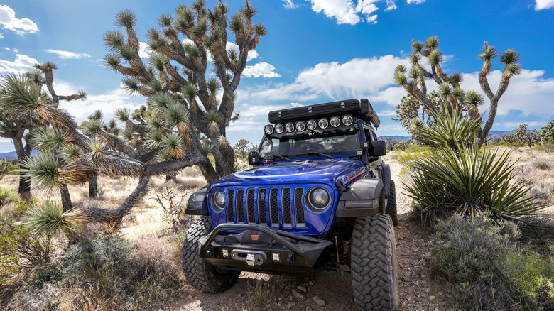 Judge Shuts Down 2,200 Miles Of Off-Road Trails To Preserve Endangered Species