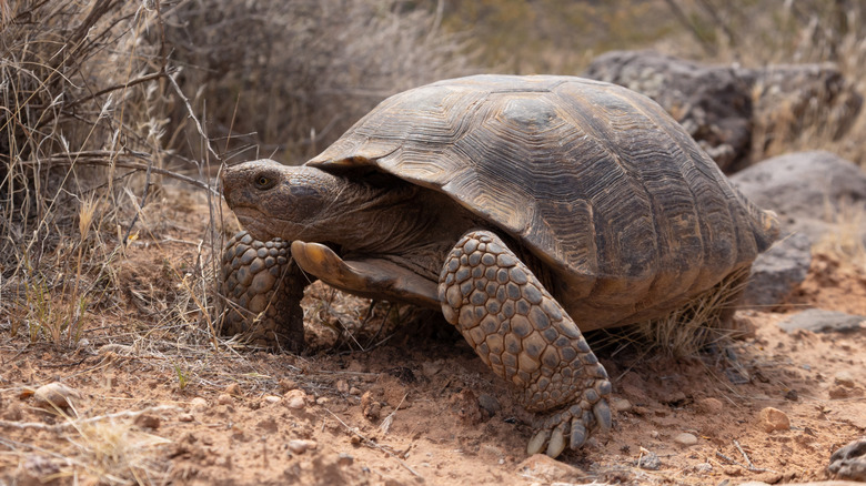 A Mojave Desert tortoise on the ground surrounded by dry grass and rocks