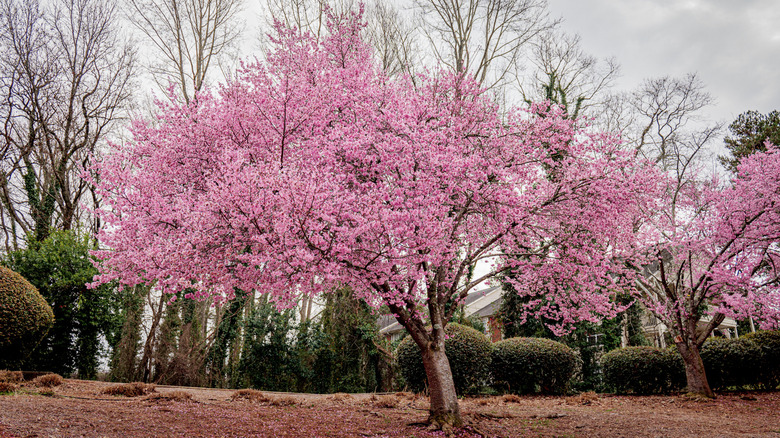 Pink flowering tree