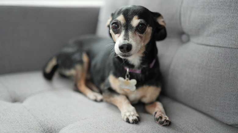 Small black dog