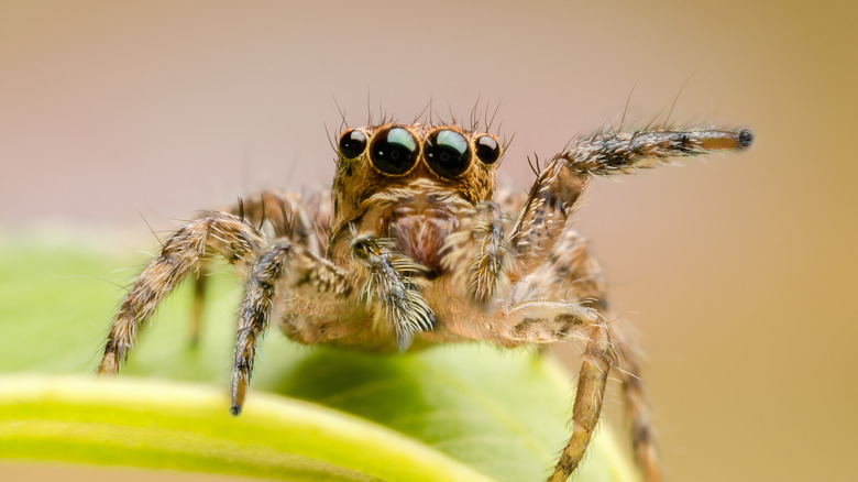 Closeup of an adorable jumping spider