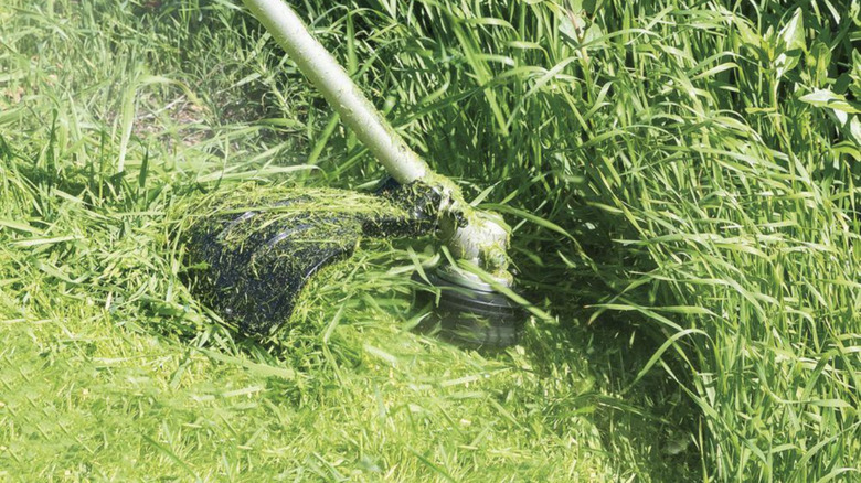 Weed eater cutting down tall grass