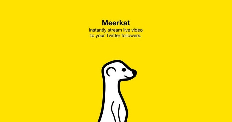 meerkat-1