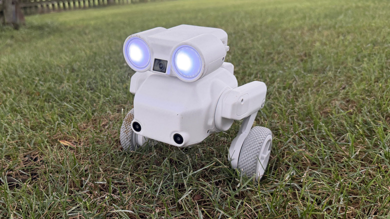 Beni in a field
