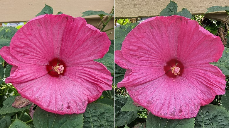 photos of flowers