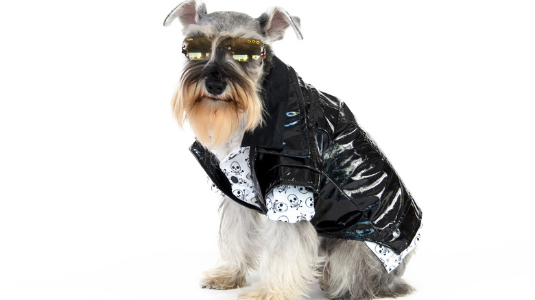 A schnauzer wearing a leather jacket