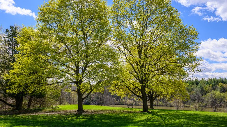 Large maple trees in a park.