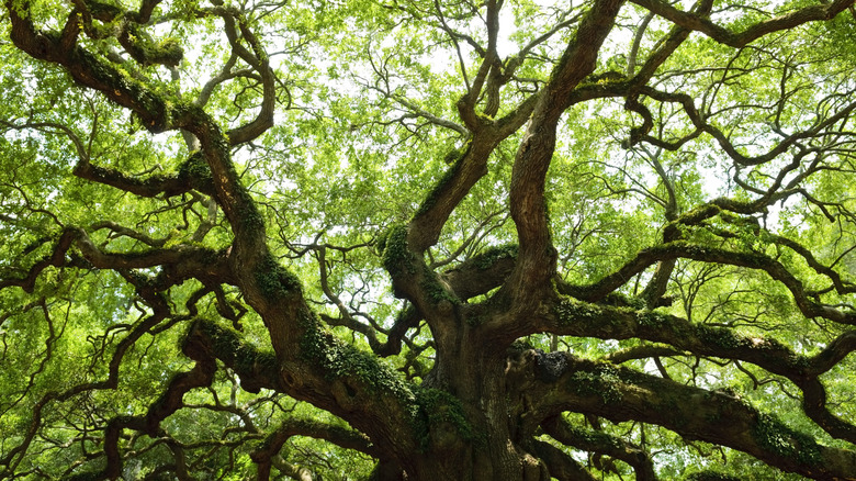 An old oak tree with thick, gnarled branches.