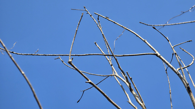 Thin tree branches in front of the sky.
